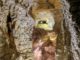 visite Grottes de la Balme tarifs 2024